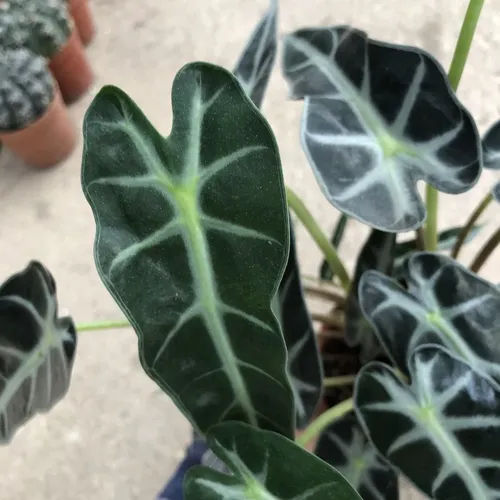 🧑‍🌾Cây Môn Quan Âm: Chậu Hoa Cây Cảnh Ngoài Trời RƯỚC VẬN MAY về nhà!