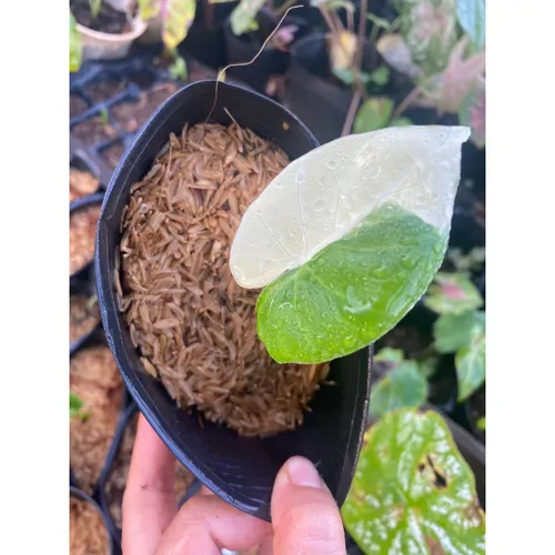 🌳Cây Ráy Var: Chậu Hoa Cây Cảnh Ngoài Trời - Vẻ Đẹp Độc Đáo Khiến Ai Cũng Phải Ngước Nhìn!