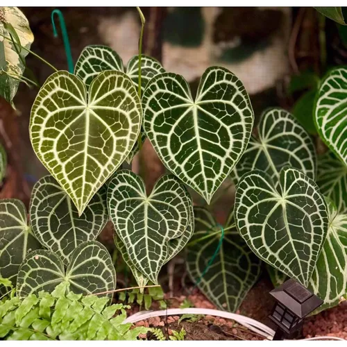 🌿Cây Trái Tim Anthurium: Chậu Hoa Cây Cảnh Nghệ Thuật Độc Đáo Cho Không Gian Sống Của Bạn!