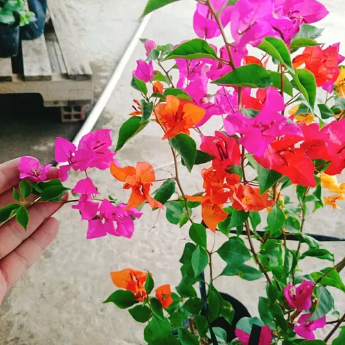 🌼Chỉ 1 Chậu Hoa Giấy Đẹp Ngũ Sắc: Ban công nhà bạn sẽ rực rỡ hơn bất kỳ khu vườn nào!