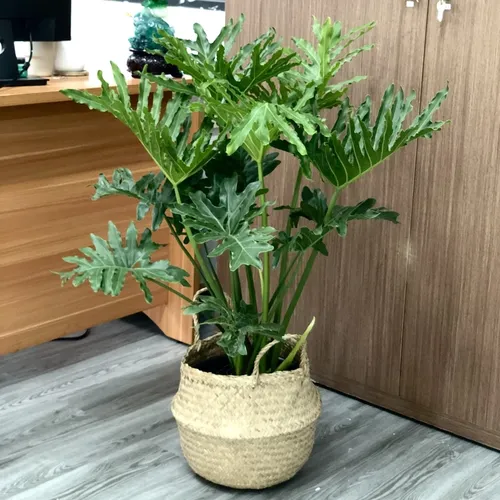 🌳Trầu Bà Thanh Xuân: Chậu Hoa Cây Cảnh Để Phòng Khách Giúp Gia Chủ PHẤT Lên.