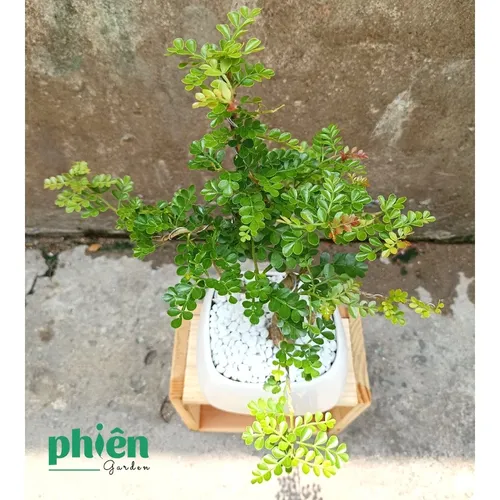 🌼Cây Cần Thăng Bonsai - Chậu hoa cây cảnh độc đáo GỌI TÀI LỘC vào nhà.