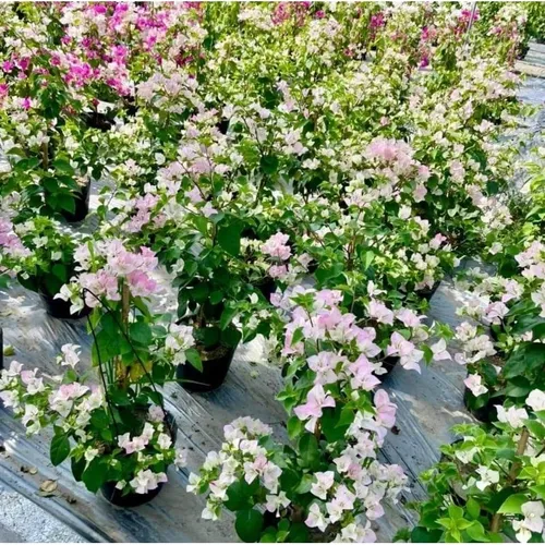 🧑‍🌾TOP 1 Chậu Hoa Giấy Đẹp: Giống Sakura Phớt Hồng KHIẾN VƯỜN BỪNG SÁNG