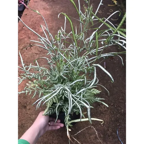 🌿Cây Lữ Phụng Tiên - Chậu Hoa Cây Cảnh Độc Đáo Thu Hút Tài Lộc!