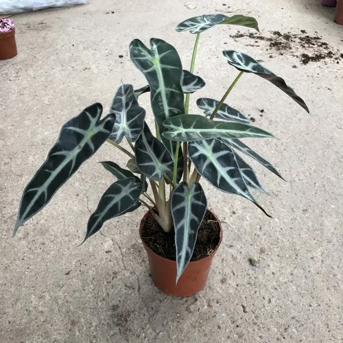 🧑‍🌾Cây Môn Quan Âm: Chậu Hoa Cây Cảnh Ngoài Trời RƯỚC VẬN MAY về nhà!