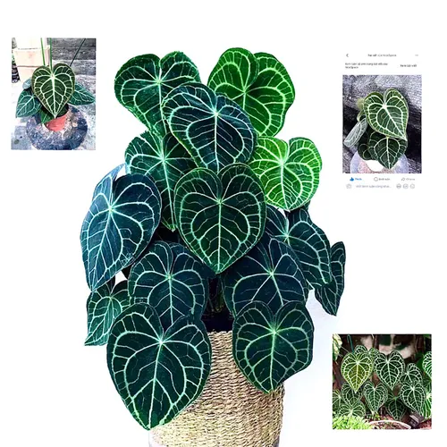 🌿Cây Trái Tim Anthurium: Chậu Hoa Cây Cảnh Nghệ Thuật Độc Đáo Cho Không Gian Sống Của Bạn!