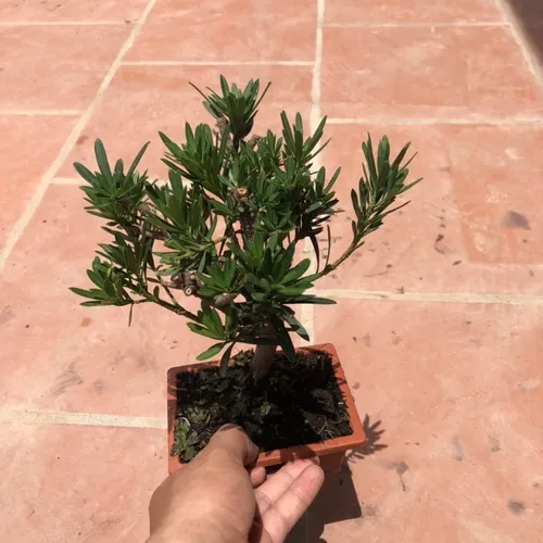 🌿Cây Tùng La Hán: Mẫu Chậu Hoa Cây Cảnh Để Phòng Khách Đẹp và Sang Trọng Bậc Nhất!