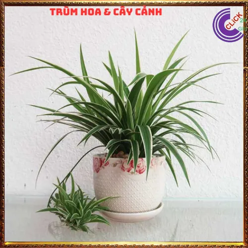 🌸Chậu Hoa Cây Cảnh Phong Thủy Ngải Nàng Gù: Bí Quyết KÉO KHÁCH, Cầu Tài Lộc Vượng Gia!