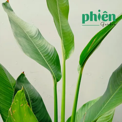 🌼Cây Chuối Thái - Chậu Hoa Cây Cảnh Phong Thủy đặt Đúng Chỗ, Tiền Về Ngập Két