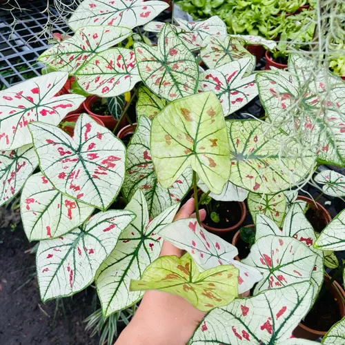 🌿Môn Dâu Tây 10cm- Chậu hoa cây cảnh nghệ thuật siêu xinh!