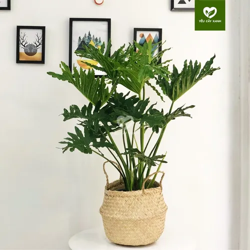 🌳Trầu Bà Thanh Xuân: Chậu Hoa Cây Cảnh Để Phòng Khách Giúp Gia Chủ PHẤT Lên.