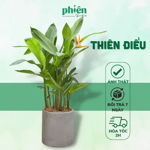 🌿Chậu Hoa Cây Cảnh Thiên Điểu: Bí Quyết Biến Văn Phòng Tẻ Nhạt Trở Nên SANG TRỌNG Tức Thì!