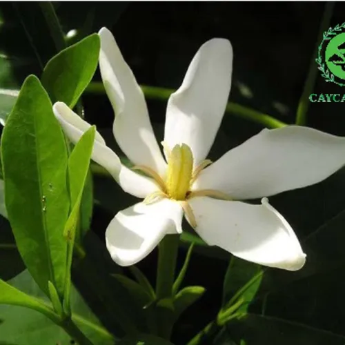 🧑‍🌾Chậu Hoa Cây Cảnh Đẹp Vừa Thơm Ngát Vừa Là Thần Dược Cho Ngôi Nhà Bạn!