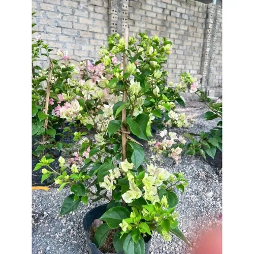 🧑‍🌾TOP 1 Chậu Hoa Giấy Đẹp: Giống Sakura Phớt Hồng KHIẾN VƯỜN BỪNG SÁNG