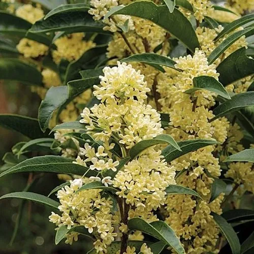 🧑‍🌾Cây Mộc Hương Ta: Chậu Hoa Cây Cảnh Phong Thủy Thu Hút Tài Lộc, Hương Thơm Say Đắm!