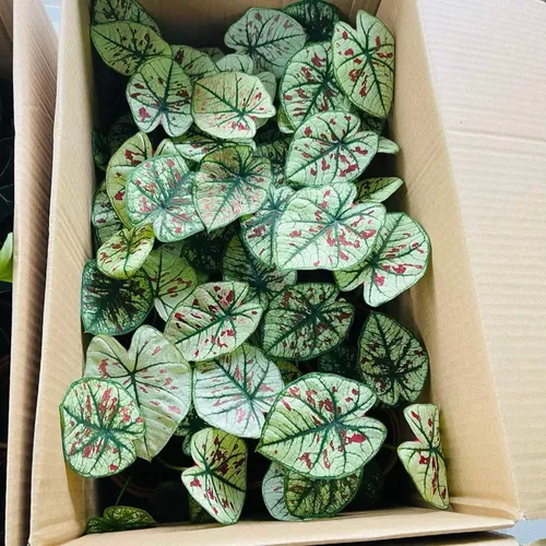 🌿Môn Dâu Tây 10cm- Chậu hoa cây cảnh nghệ thuật siêu xinh!