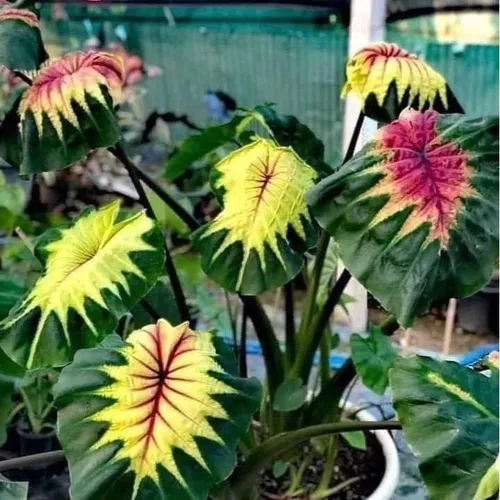 🌸Cây Môn Nhiều Màu: Khám Phá Vẻ Đẹp Rực Rỡ Của Chậu Hoa Cây Cảnh Ngoài Trời!