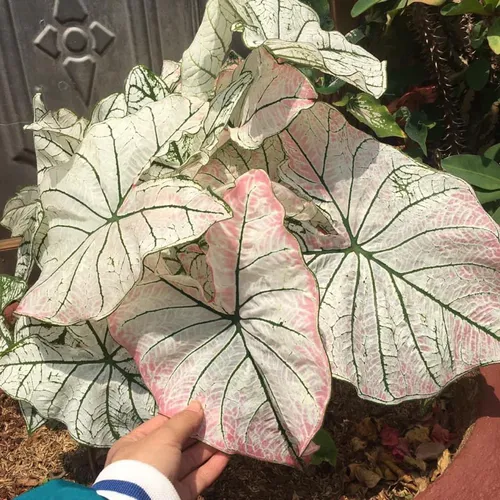 🧑‍🌾Cây Môn Trăng: Khám phá vẻ đẹp kiêu sa của Chậu hoa cây cảnh ngoài trời!