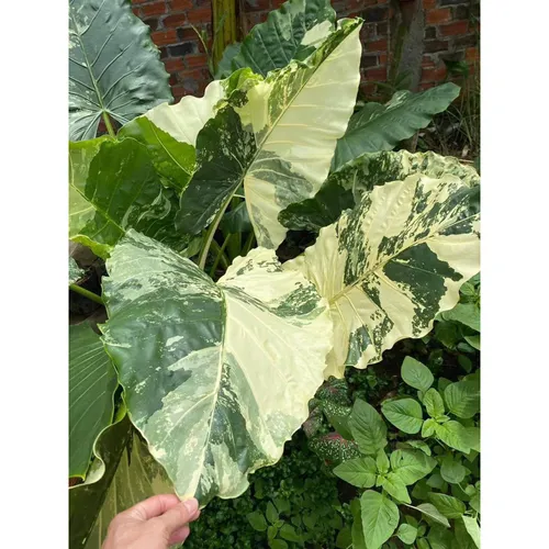 🌳Cây Ráy Var: Chậu Hoa Cây Cảnh Ngoài Trời - Vẻ Đẹp Độc Đáo Khiến Ai Cũng Phải Ngước Nhìn!