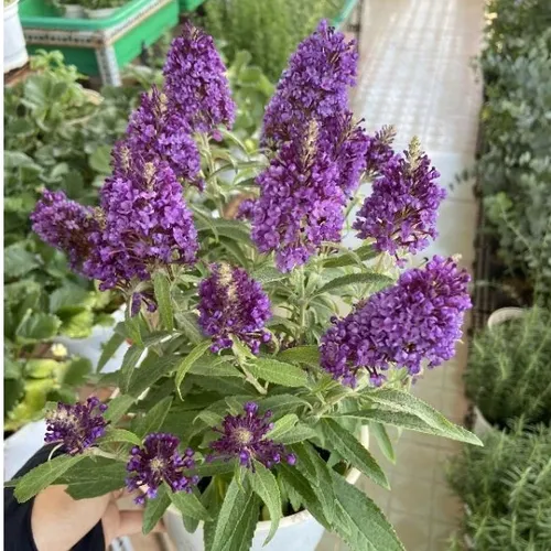 🌸Cây Trầm Hương Tím: Chậu Hoa Cây Cảnh Ban Công THƠM NỨC MŨI Khiến Hàng Xóm Phải Ghen Tị!