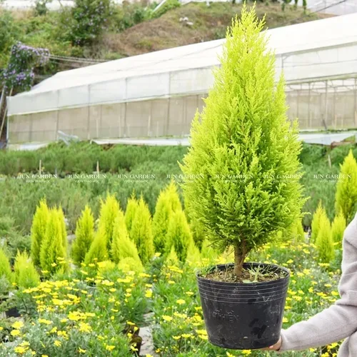 💔Cây Tùng Thơm: Chậu Hoa Cây Cảnh Ngoài Trời Vừa Đẹp Vừa Thơm!