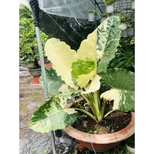 🌳Củ Ráy Đột Biến: CHẬU HOA CÂY CẢNH NGOÀI TRỜI Khiến Hàng Xóm PHÁT THÈM!