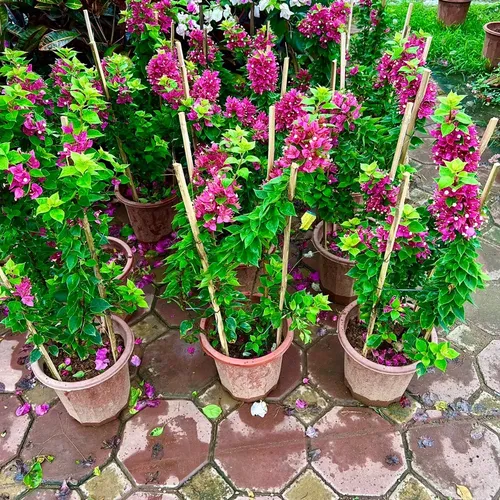 🌱Chậu hoa giấy đẹp này khiến ban công nhà bạn sẽ NỔI BẬT nhất khu phố!