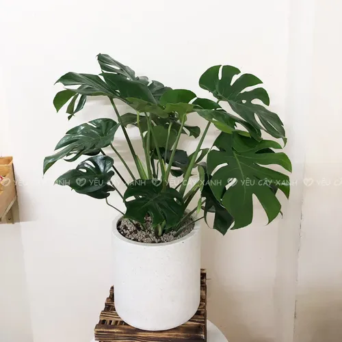 🌱Chậu Hoa Cây Cảnh Trầu Bà Nam Mỹ: BÍ MẬT Kích Hoạt Tài Lộc, May Mắn Cho Gia Chủ!