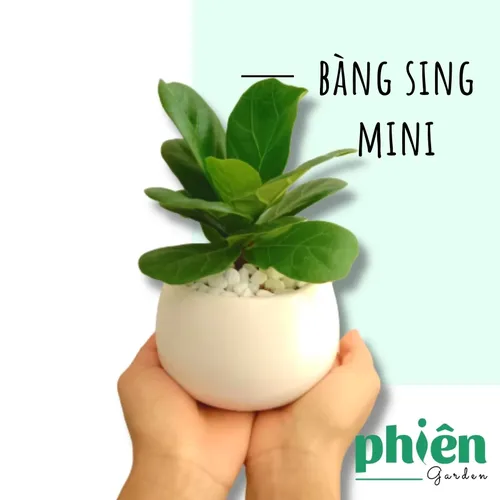 🌿Cây Bàng Singapore - Chậu Hoa Để Bàn Văn Phòng Thu Hút May Mắn và Tài Lộc!