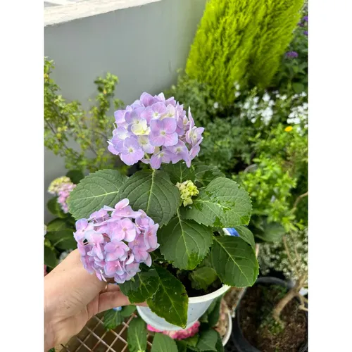 🌸Chậu Hoa Cẩm Tú Cầu Đang Hoa Hoặc Xoáy Nụ - Đẹp Mê Mẩn Cho Mọi Không Gian!