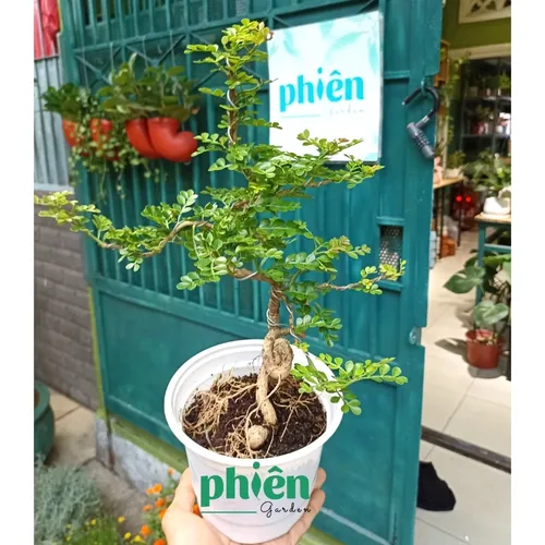 🌼Cây Cần Thăng Bonsai - Chậu hoa cây cảnh độc đáo GỌI TÀI LỘC vào nhà.