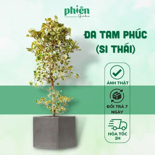 🌿Chậu Hoa Cây Cảnh Đẹp: Cây Đa Tâm Phúc - Món Quà Tân Gia Ý Nghĩa BẬC NHẤT.