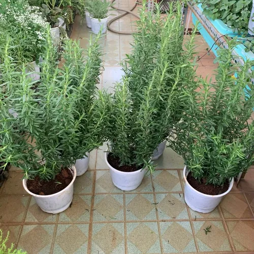 🌼CHẬU HOA ĐẸP Hương Thảo - Giống Mới Thơm GẤP ĐÔI, Dễ Trồng!