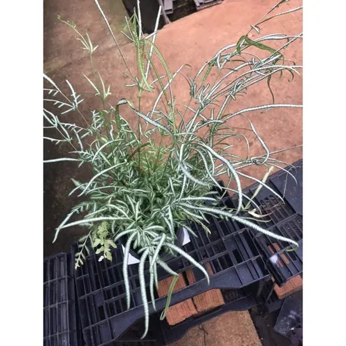 🌿Cây Lữ Phụng Tiên - Chậu Hoa Cây Cảnh Độc Đáo Thu Hút Tài Lộc!