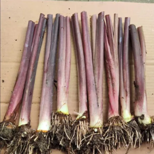 ✨Cây Môn Tím: Chậu hoa cây cảnh ngoài trời đẹp: Bí quyết hút TÀI LỘC cho sân vườn!