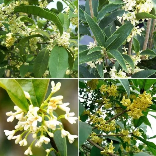 🌱Cây Mộc Hương Ta: Chậu Hoa Cây Cảnh Phong Thủy Giúp Bạn ĐỔI VẬN, Rước Tài Lộc!