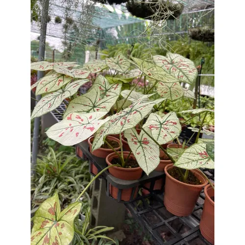 🌿Môn Dâu Tây 10cm- Chậu hoa cây cảnh nghệ thuật siêu xinh!