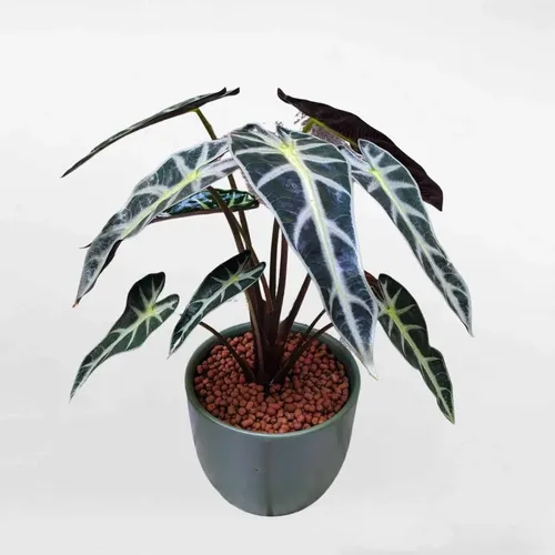 🧑‍🌾Cây Môn Quan Âm: Chậu Hoa Cây Cảnh Ngoài Trời RƯỚC VẬN MAY về nhà!