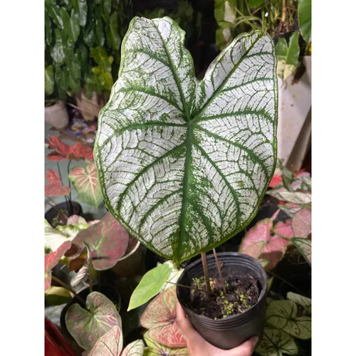 🧑‍🌾Cây Môn Trăng: Khám phá vẻ đẹp kiêu sa của Chậu hoa cây cảnh ngoài trời!