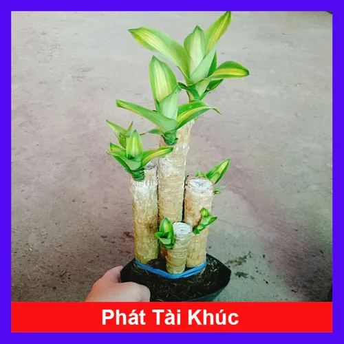 🌼Cây Phát Tài Khúc: Chậu Hoa Cây Cảnh Phong Thủy Chiêu Tài Lộc Số 1 Cho Mọi Nhà