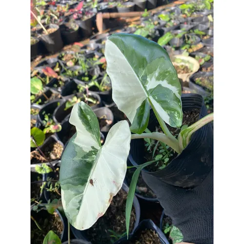 🌳Cây Ráy Var: Chậu Hoa Cây Cảnh Ngoài Trời - Vẻ Đẹp Độc Đáo Khiến Ai Cũng Phải Ngước Nhìn!