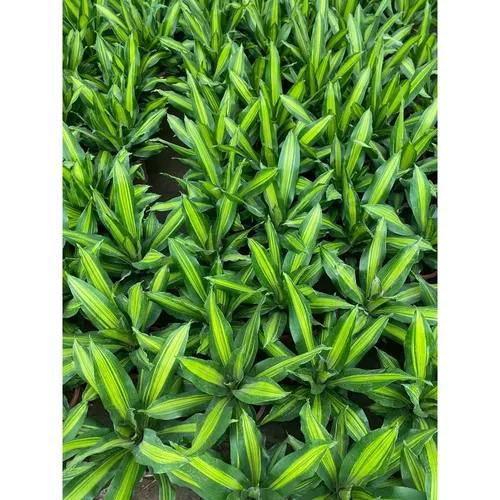 ☀️Chậu Hoa Cây Cảnh Thiết Mộc Lan: Có Thật Sự ĐÁNG TIỀN và Dễ Chăm Sóc?