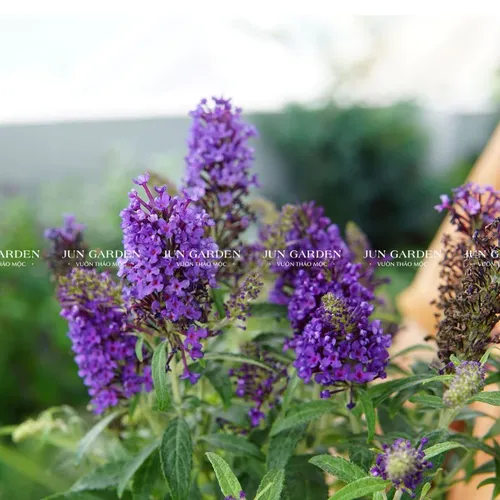 🌸Cây Trầm Hương Tím: Chậu Hoa Cây Cảnh Ban Công THƠM NỨC MŨI Khiến Hàng Xóm Phải Ghen Tị!