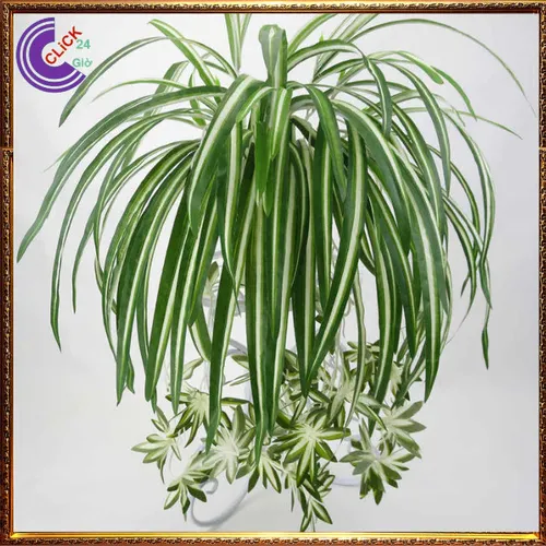 🌸Chậu Hoa Cây Cảnh Phong Thủy Ngải Nàng Gù: Bí Quyết KÉO KHÁCH, Cầu Tài Lộc Vượng Gia!