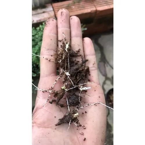 🌳Củ Ráy Đột Biến: CHẬU HOA CÂY CẢNH NGOÀI TRỜI Khiến Hàng Xóm PHÁT THÈM!