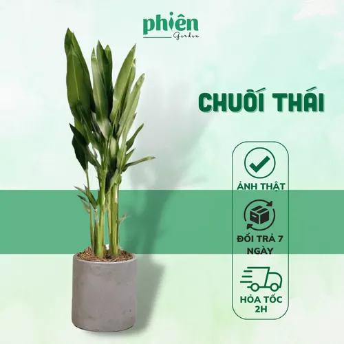 🌼Cây Chuối Thái - Chậu Hoa Cây Cảnh Phong Thủy đặt Đúng Chỗ, Tiền Về Ngập Két