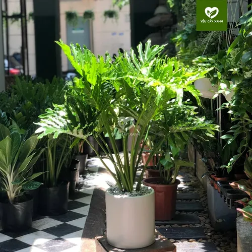 🌳Trầu Bà Thanh Xuân: Chậu Hoa Cây Cảnh Để Phòng Khách Giúp Gia Chủ PHẤT Lên.