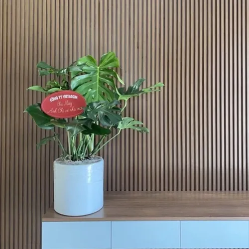 🌱Chậu Hoa Cây Cảnh Trầu Bà Nam Mỹ: BÍ MẬT Kích Hoạt Tài Lộc, May Mắn Cho Gia Chủ!