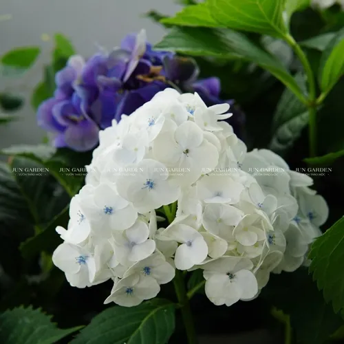 🌸Chậu Hoa Cẩm Tú Cầu Đang Hoa Hoặc Xoáy Nụ - Đẹp Mê Mẩn Cho Mọi Không Gian!