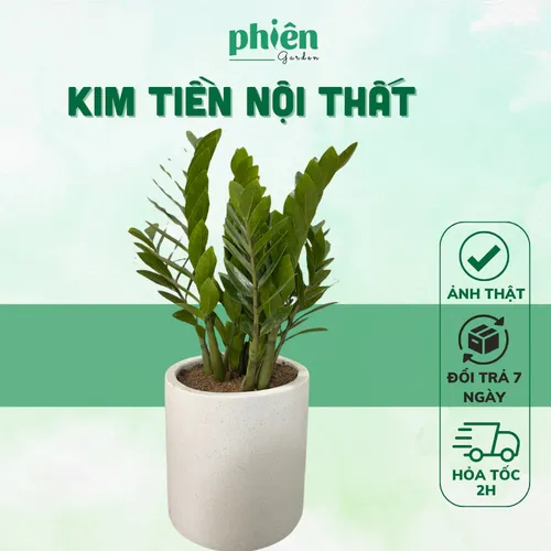🧑‍🌾Cây Kim Tiền: Chậu Hoa Cây Cảnh Sang Trọng Mà Người Giàu Không Muốn Bạn Biết!